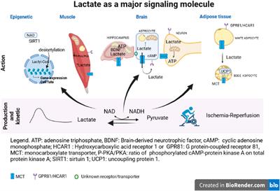 Editorial: Lactate as a Major Signaling Molecule for Homeostasis